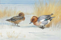 archibald thorburn widgeon on the frozen loch A4 Photo Print