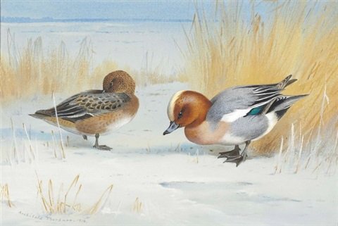 archibald thorburn widgeon on the frozen loch A4 Photo Print