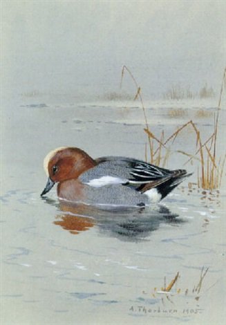 archibald thorburn widgeon swimming A4 Photo Print