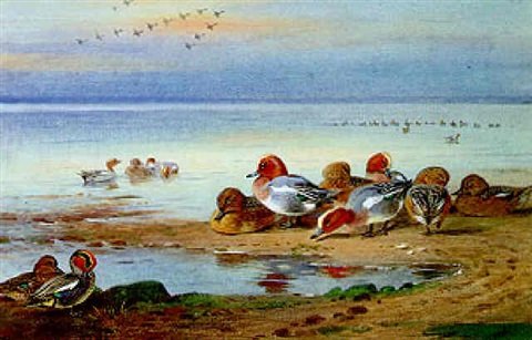 archibald thorburn wigeon and teal at the waters edge A4 Photo Print