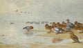 archibald thorburn wigeon and teal by the waters edge A4 Photo Print