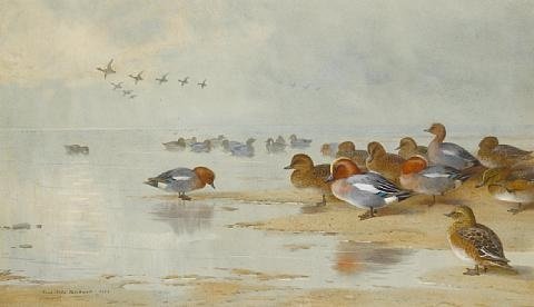 archibald thorburn wigeon and teal by the waters edge A4 Photo Print