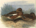 archibald thorburn wigeon by a pond A4 Photo Print