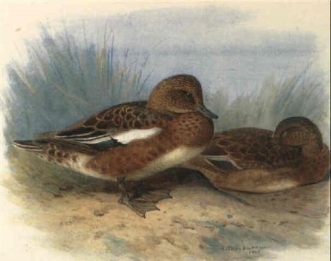archibald thorburn wigeon by a pond A4 Photo Print