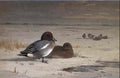 archibald thorburn wigeon A4 Photo Print