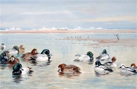 archibald thorburn wild fowl with golden eye A4 Photo Print
