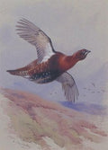 archibald thorburn willow grouse in flight A4 Photo Print