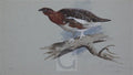 archibald thorburn willow grouse norway A4 Photo Print