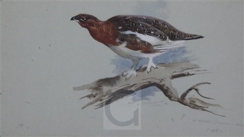 archibald thorburn willow grouse norway A4 Photo Print