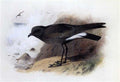 archibald thorburn wilsons petrel A4 Photo Print