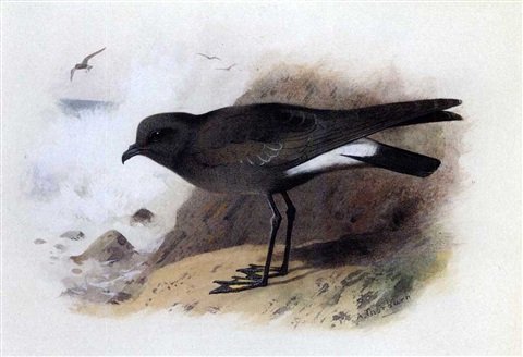 archibald thorburn wilsons petrel A4 Photo Print