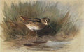 archibald thorburn wilsons snipe A4 Photo Print