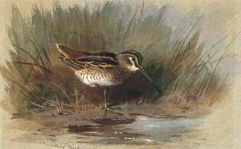 archibald thorburn wilsons snipe A4 Photo Print