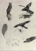 archibald thorburn wing and tail plumage of male sparrow hawk ... and other bird studies A4 Photo Print