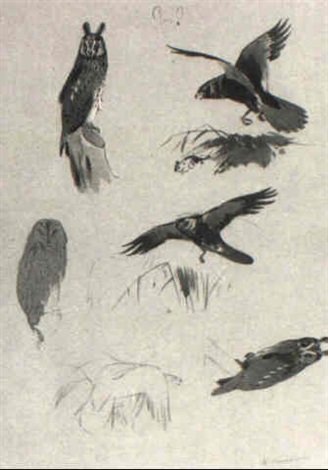 archibald thorburn wing and tail plumage of male sparrow hawk ... and other bird studies A4 Photo Print
