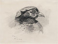 archibald thorburn wing of a grey A4 Photo Print