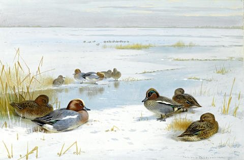 archibald thorburn winter landscape with ducks A4 Photo Print