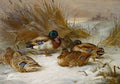archibald thorburn winter landscape with mallard A4 Photo Print