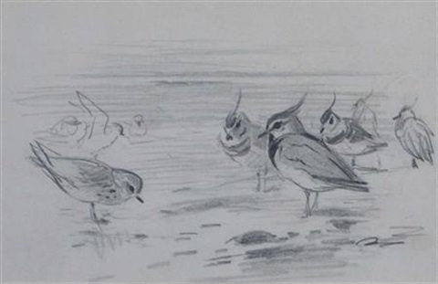 archibald thorburn winter lapwings and golden plover A4 Photo Print