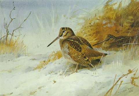 archibald thorburn winter woodcock A4 Photo Print