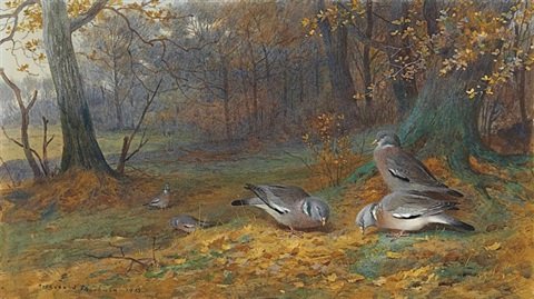 archibald thorburn wood pigeon in a glade A4 Photo Print