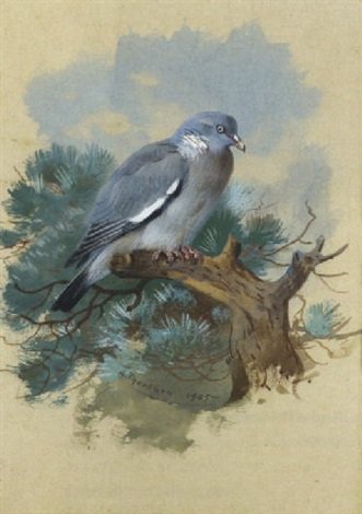 archibald thorburn wood pigeon A4 Photo Print