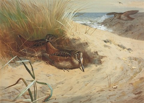archibald thorburn woodcock among the dunes A4 Photo Print