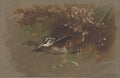 archibald thorburn woodcock amongst foliage study A4 Photo Print