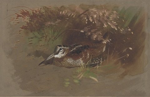 archibald thorburn woodcock amongst foliage study A4 Photo Print