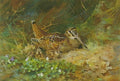 archibald thorburn woodcock and chicks A4 Photo Print