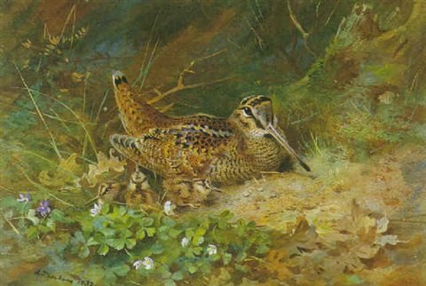 archibald thorburn woodcock and chicks A4 Photo Print