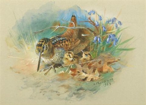 archibald thorburn woodcock and young A4 Photo Print