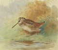 archibald thorburn woodcock at waters edge A4 Photo Print
