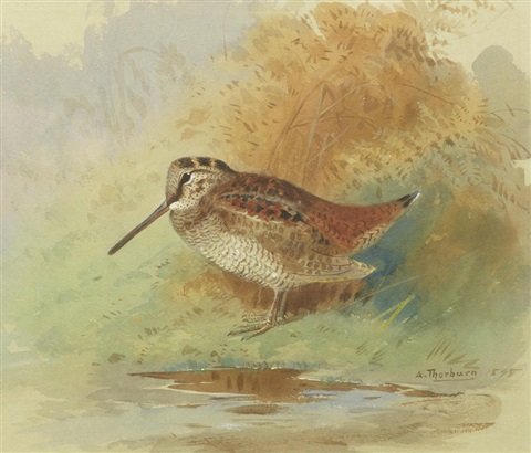 archibald thorburn woodcock at waters edge A4 Photo Print