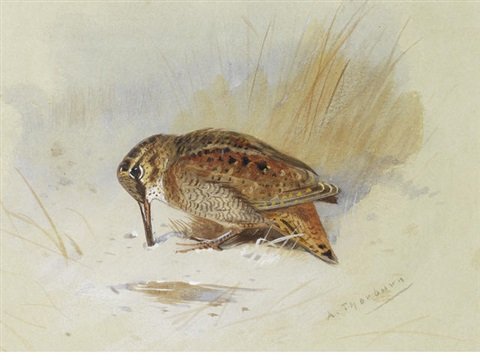archibald thorburn woodcock burrowing in sand A4 Photo Print