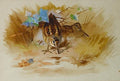 archibald thorburn woodcock in a sandy hollow A4 Photo Print