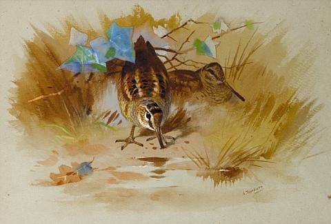 archibald thorburn woodcock in a sandy hollow A4 Photo Print