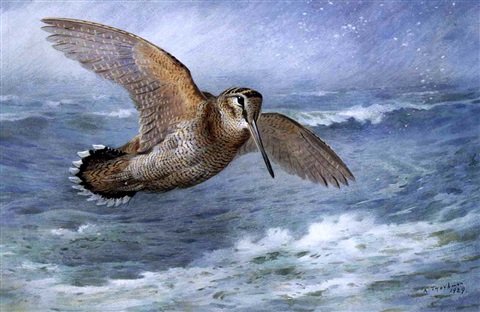 archibald thorburn woodcock in flight over the shore A4 Photo Print
