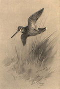 archibald thorburn woodcock in flight A4 Photo Print