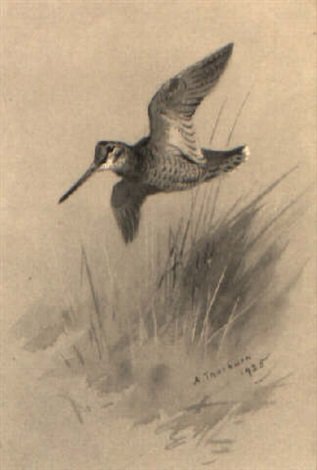 archibald thorburn woodcock in flight A4 Photo Print