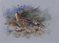 archibald thorburn woodcock in nest A4 Photo Print