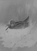 archibald thorburn woodcock in snow A4 Photo Print