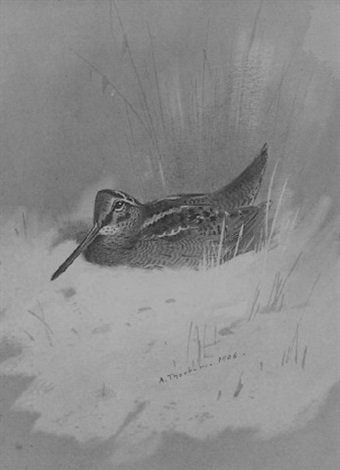 archibald thorburn woodcock in snow A4 Photo Print