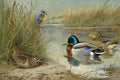 archibald thorburn woodcock mallard and kingfisher A4 Photo Print