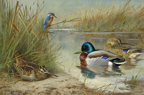 archibald thorburn woodcock mallard and kingfisher A4 Photo Print