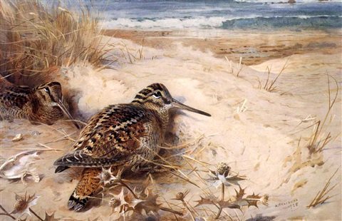 archibald thorburn woodcock nesting by the coast A4 Photo Print