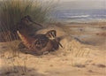 archibald thorburn woodcock nesting on a beach A4 Photo Print
