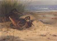 archibald thorburn woodcock nesting on a beach A4 Photo Print