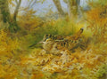 archibald thorburn woodcock on the nest A4 Photo Print