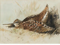 archibald thorburn woodcock resting A4 Photo Print